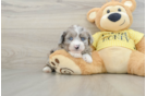 Best Mini Aussiedoodle Baby