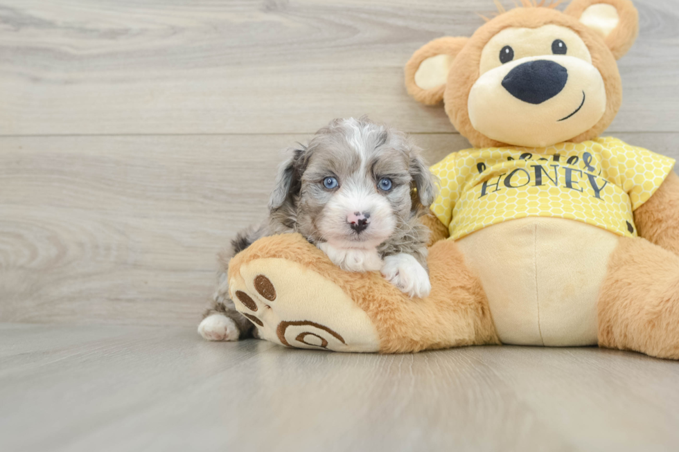 Best Mini Aussiedoodle Baby