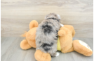 Hypoallergenic Aussiepoo Poodle Mix Puppy