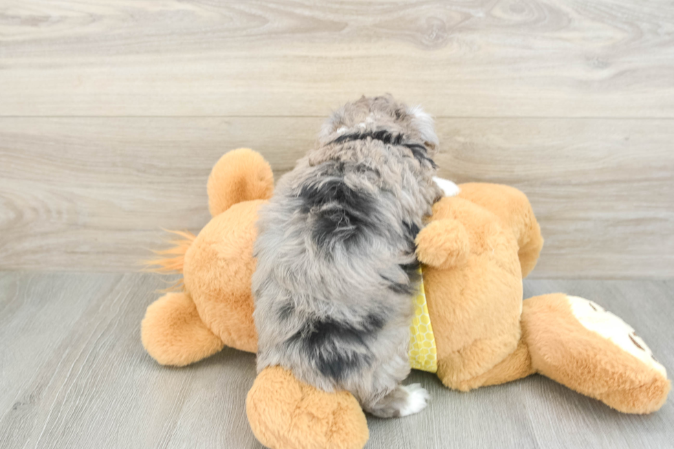Hypoallergenic Aussiepoo Poodle Mix Puppy