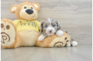 Mini Aussiedoodle Puppy for Adoption