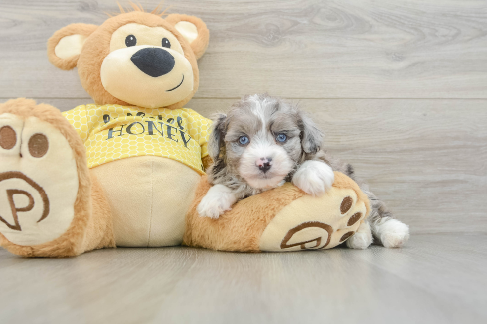 Mini Aussiedoodle Puppy for Adoption