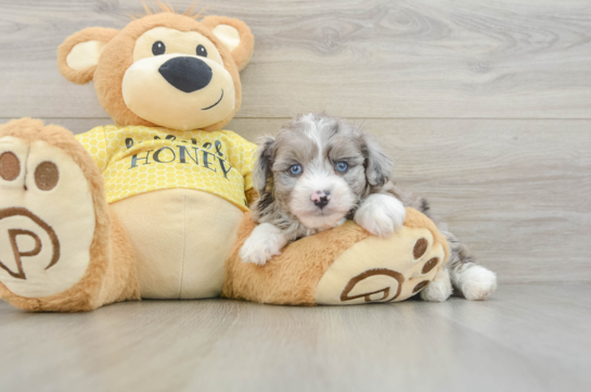 Mini Aussiedoodle Puppy for Adoption