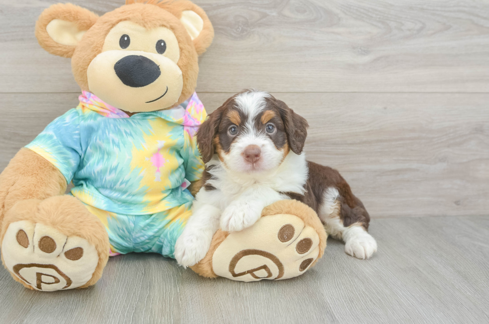 5 week old Mini Aussiedoodle Puppy For Sale - Premier Pups