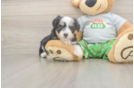 Popular Mini Aussiedoodle Poodle Mix Pup