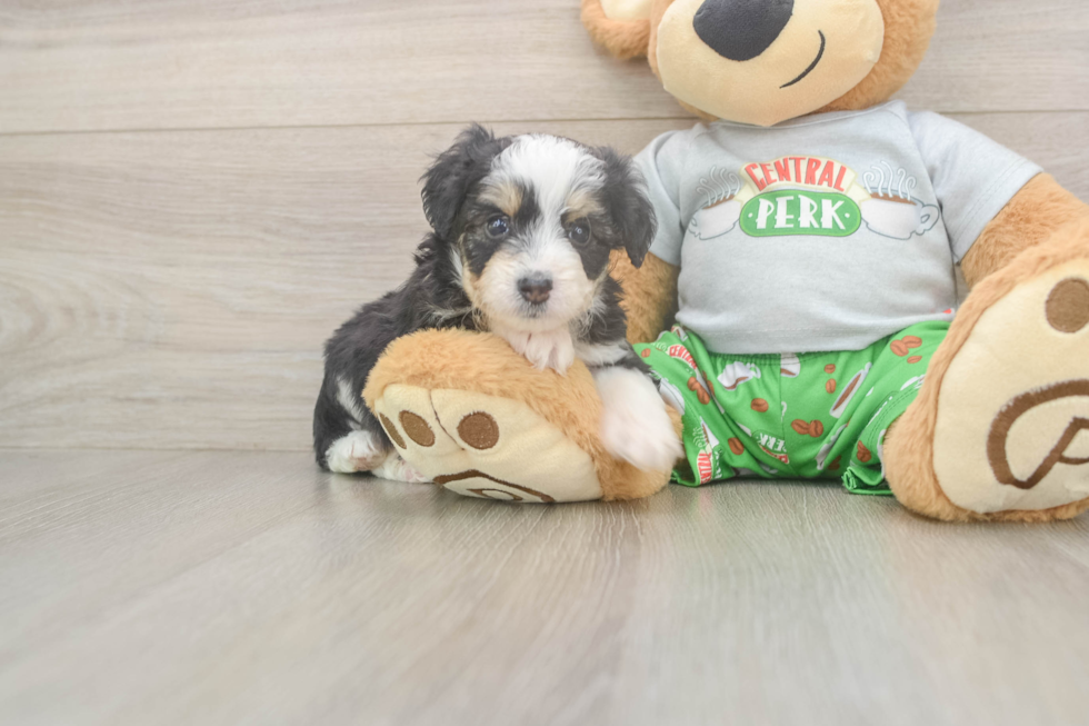 Popular Mini Aussiedoodle Poodle Mix Pup