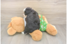 Small Mini Aussiedoodle Baby