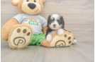 Popular Mini Aussiedoodle Poodle Mix Pup