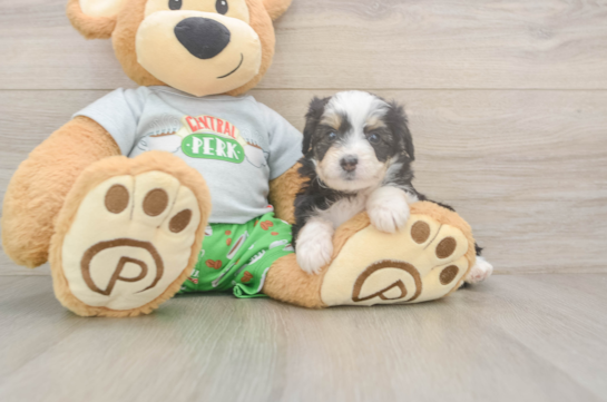 Popular Mini Aussiedoodle Poodle Mix Pup
