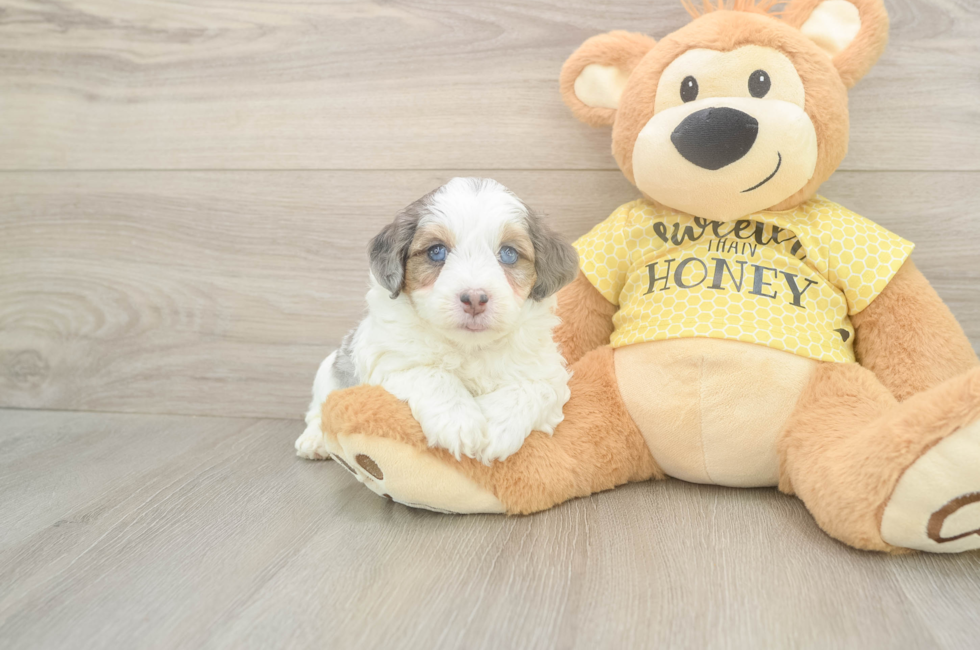 5 week old Mini Aussiedoodle Puppy For Sale - Premier Pups