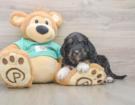 5 week old Mini Aussiedoodle Puppy For Sale - Premier Pups