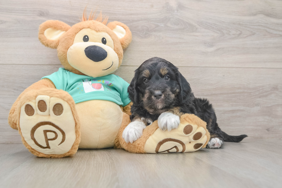 Mini Aussiedoodle Puppy for Adoption