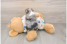 Best Mini Aussiedoodle Baby