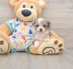8 week old Mini Aussiedoodle Puppy For Sale - Premier Pups