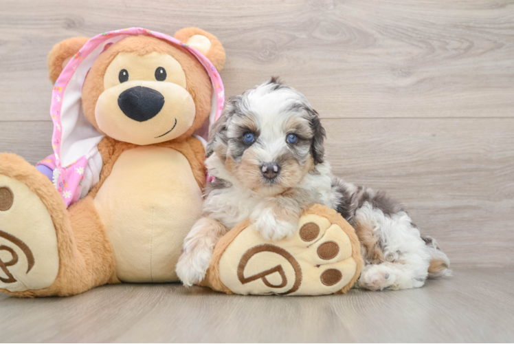 Mini Aussiedoodle Pup Being Cute