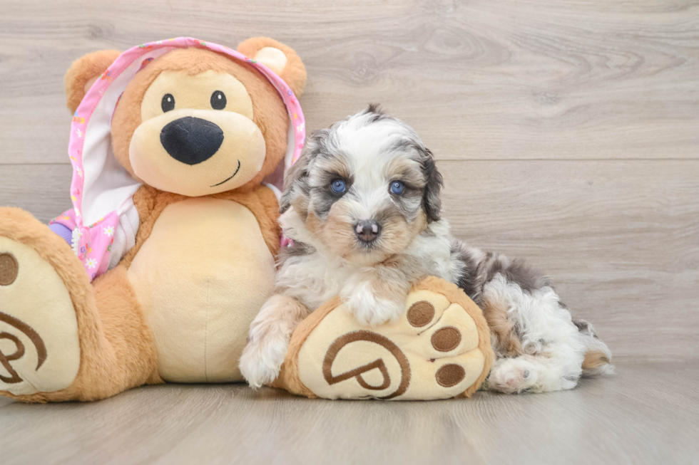 Mini Aussiedoodle Pup Being Cute