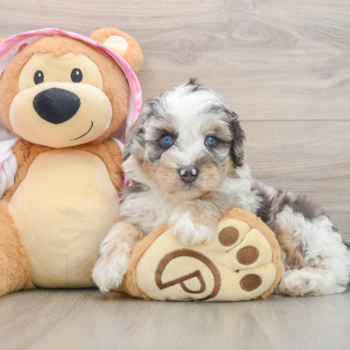 Mini Aussiedoodle Pup Being Cute