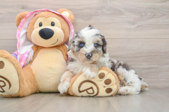 Mini Aussiedoodle Pup Being Cute