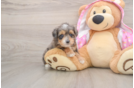 Mini Aussiedoodle Puppy for Adoption