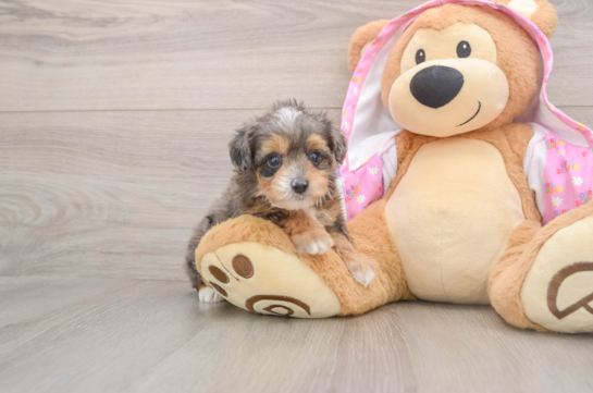 Mini Aussiedoodle Puppy for Adoption
