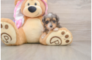 Sweet Mini Aussiedoodle Baby