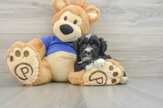 Best Mini Aussiedoodle Baby