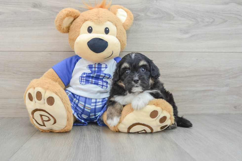 6 week old Mini Aussiedoodle Puppy For Sale - Premier Pups