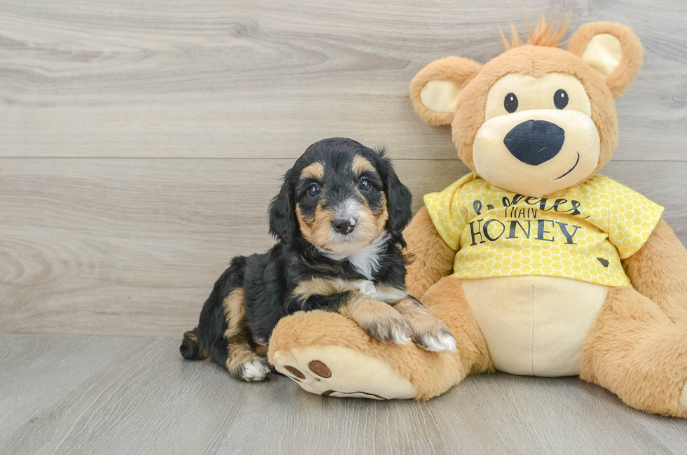 7 week old Mini Aussiedoodle Puppy For Sale - Premier Pups