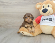 7 week old Mini Aussiedoodle Puppy For Sale - Premier Pups