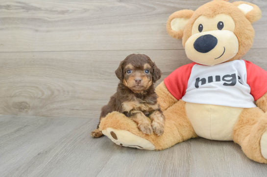 Mini Aussiedoodle Pup Being Cute