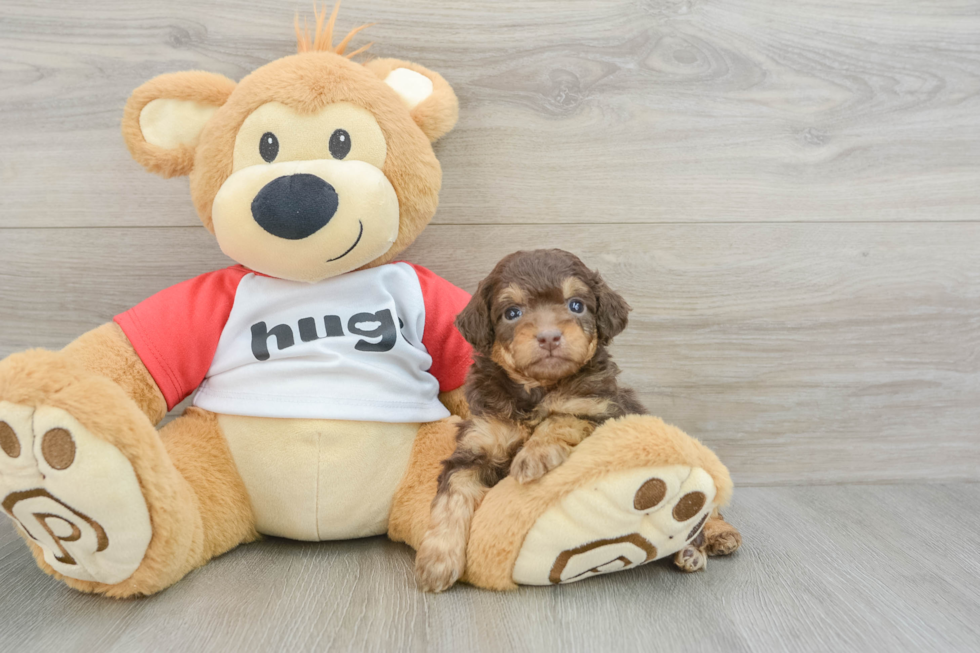 Happy Mini Aussiedoodle Baby