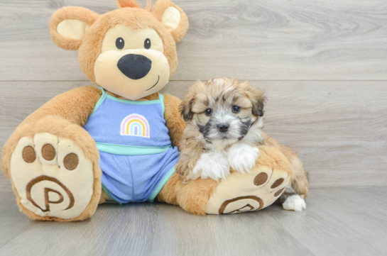 Little Mini Aussiepoo Poodle Mix Puppy