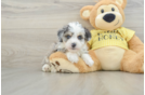 Funny Mini Aussiedoodle Poodle Mix Pup