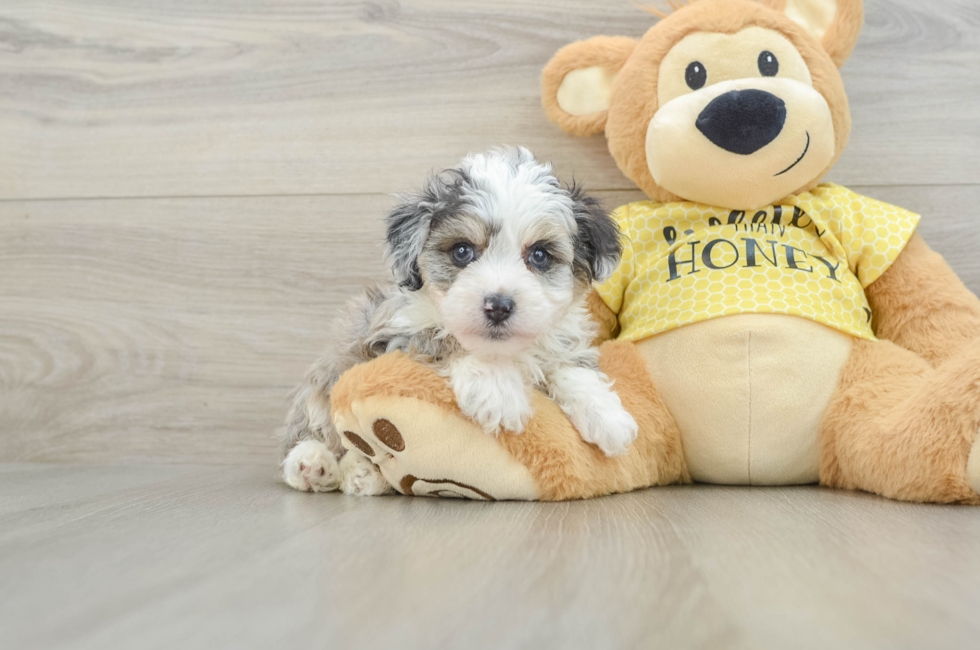5 week old Mini Aussiedoodle Puppy For Sale - Premier Pups