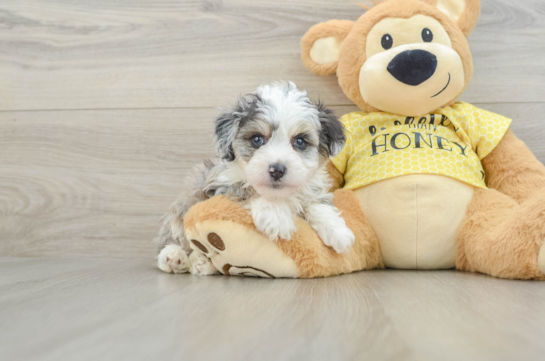 Funny Mini Aussiedoodle Poodle Mix Pup