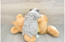 Cute Mini Aussiedoodle Baby