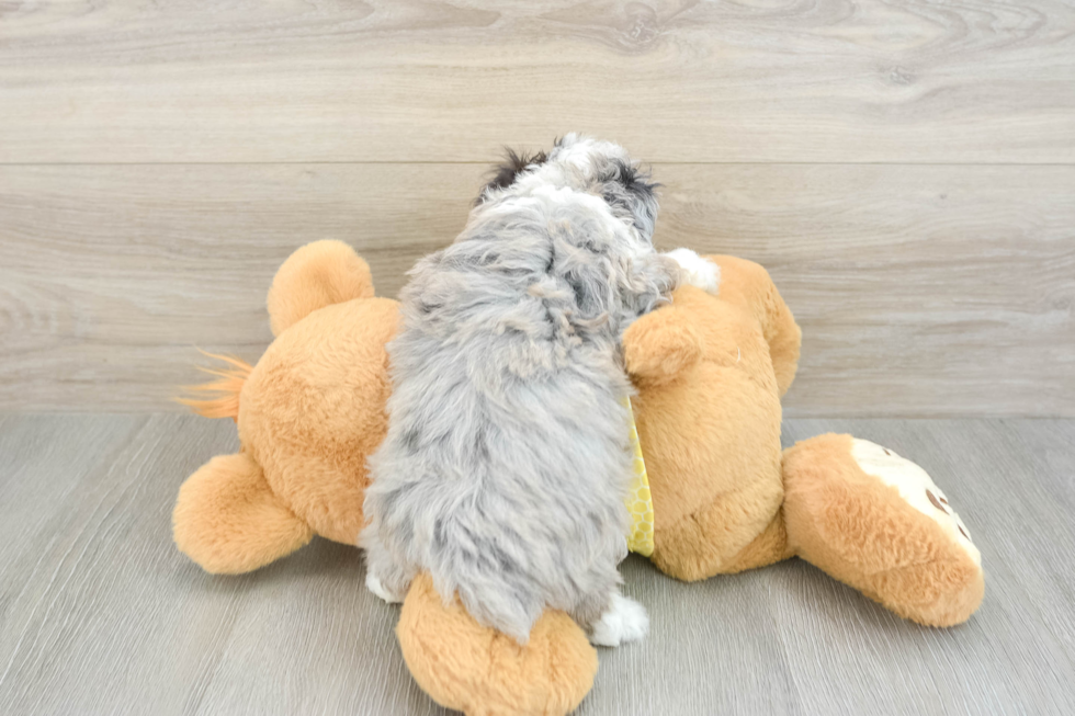 Cute Mini Aussiedoodle Baby