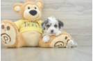 Fluffy Mini Aussiedoodle Poodle Mix Pup