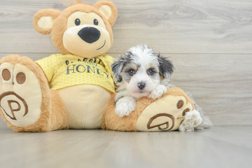 Fluffy Mini Aussiedoodle Poodle Mix Pup