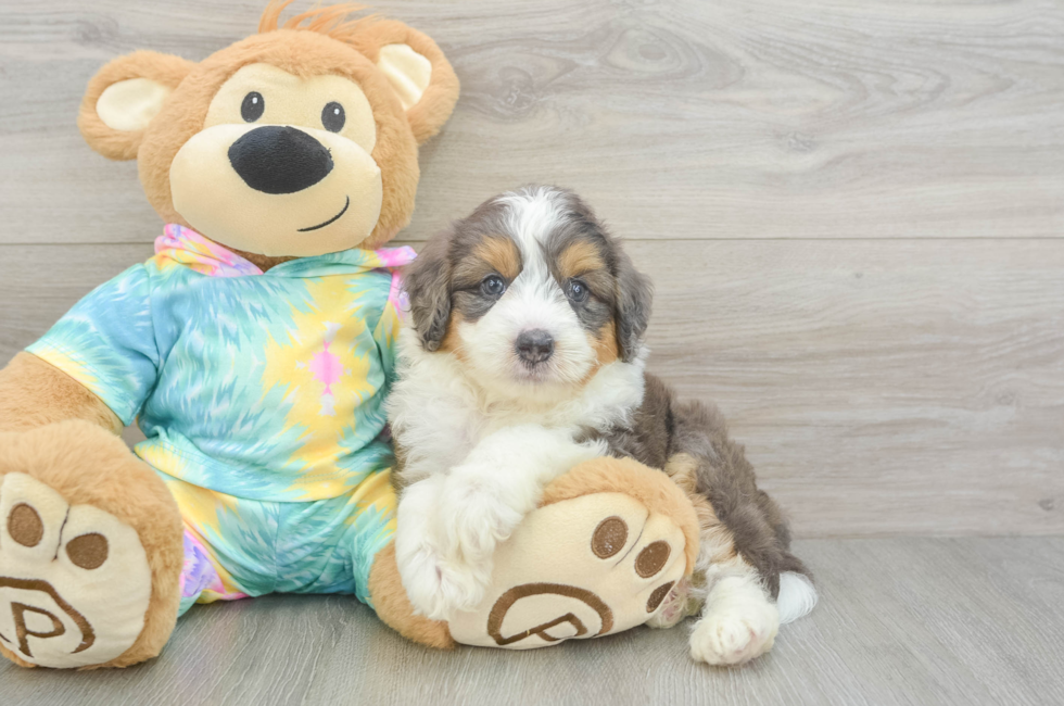 5 week old Mini Aussiedoodle Puppy For Sale - Premier Pups