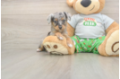 Mini Aussiedoodle Puppy for Adoption