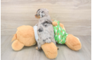 Cute Mini Aussiedoodle Baby