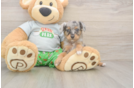 Mini Aussiedoodle Pup Being Cute