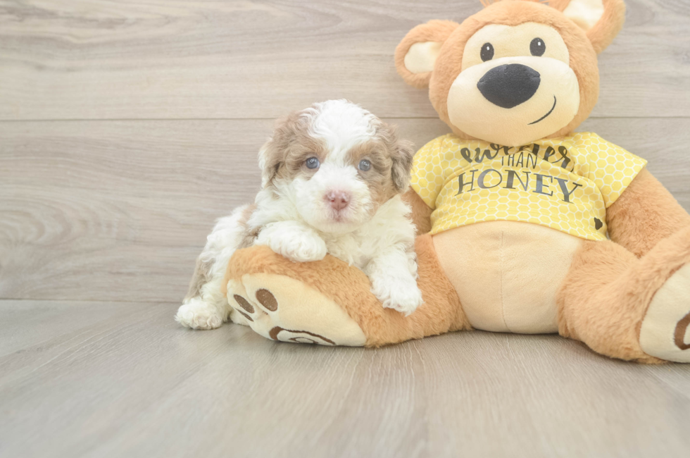 5 week old Mini Aussiedoodle Puppy For Sale - Premier Pups
