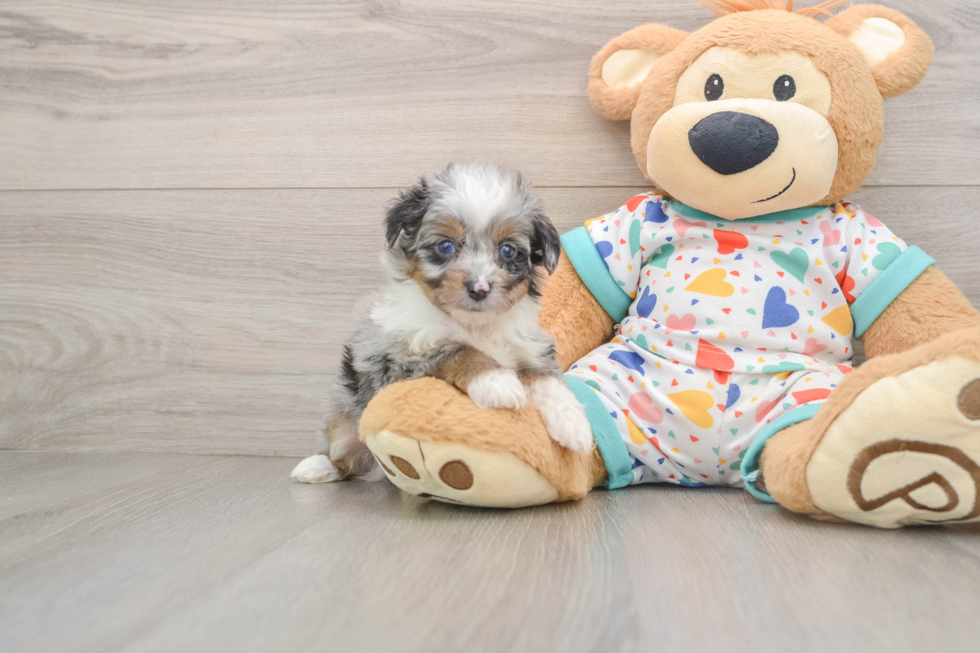 Playful Mini Aussiepoodle Poodle Mix Puppy