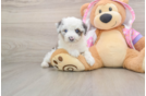 Mini Aussiedoodle Pup Being Cute