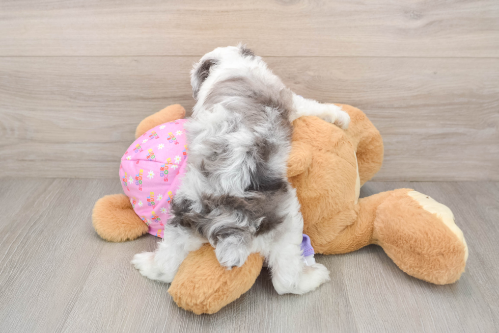 Mini Aussiedoodle Pup Being Cute