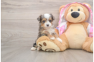 Mini Aussiedoodle Pup Being Cute