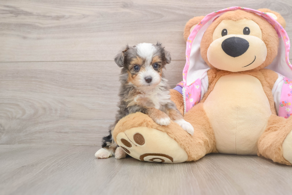 Mini Aussiedoodle Pup Being Cute