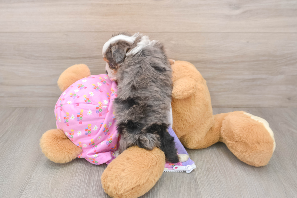 Mini Aussiedoodle Pup Being Cute